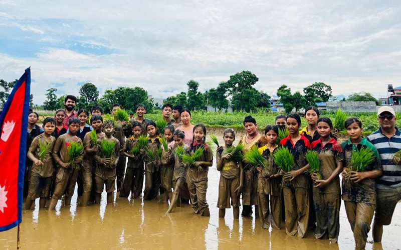 न्यू स्पिडी मा.वि का विद्यार्थीले धान रोपेरै धान दिवस मनाए