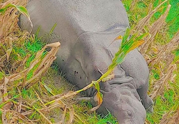 चितवनमा पाेथी गैंडा मृत फेला