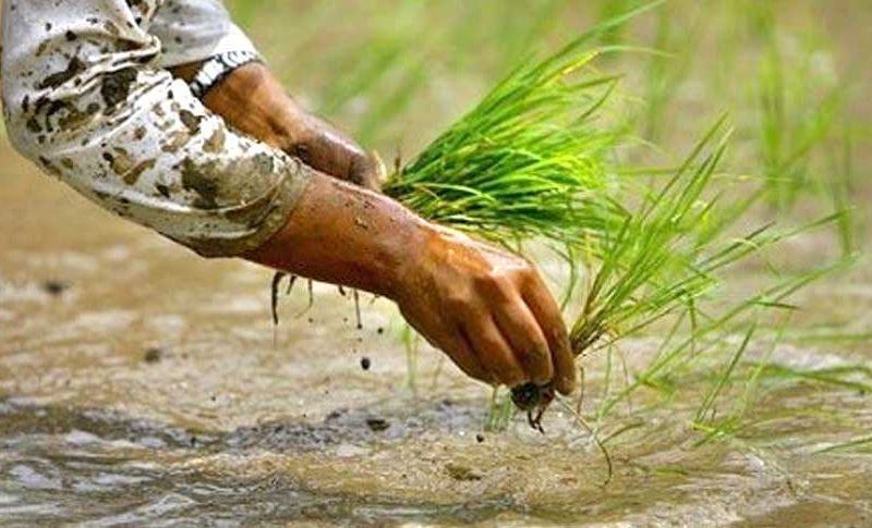 देशभर ६७.३ प्रतिशत रोपाइँ, बागमतीमा ६९.२ प्रतिशत