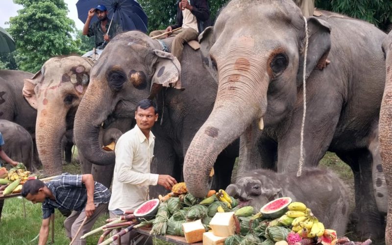सौराहामा मनाईयो हात्ती दिवस : वनभोज स्वरुप मिष्ठान्न भोजन