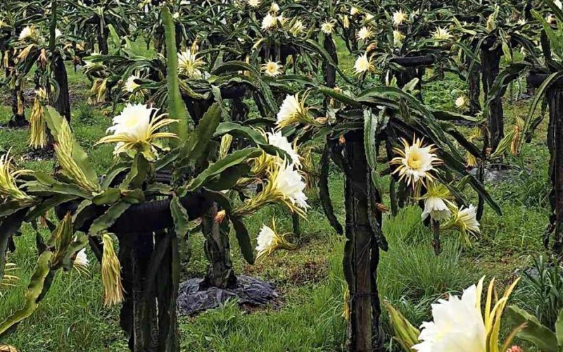 कोरियाको आम्दानी ‘ड्रागन फ्रुट’मा लगानी