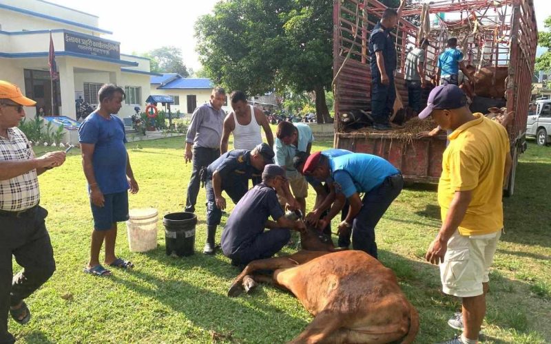 ट्रकमा ल्याइएका १९ वटा गाई गोरु सहित २ जना पक्राउ