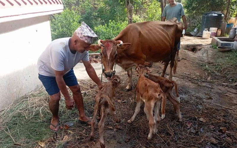 गाई पाल्ने किसानलाई चुनौतीपूर्ण बन्दै बाच्छा व्यवस्थापन,जङ्गलमा लगेर छाड्नुपर्ने बाध्यता