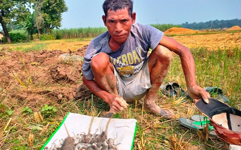 धान भित्र्याएर फुर्सदिला बनेका थारु मुसा मार्न व्यस्त