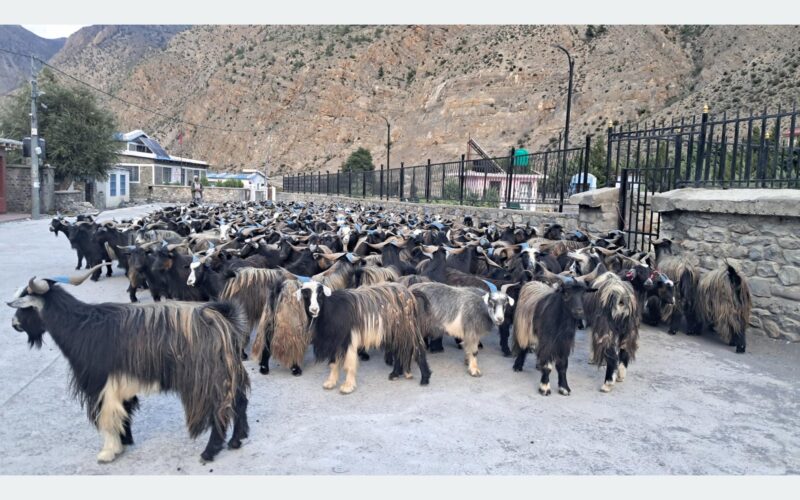 मुस्ताङबाट ३५ करोडभन्दा बढी मूल्यका भेडाच्याङ्ग्रा निकासी