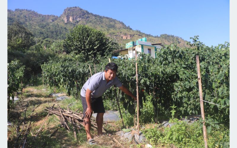 अकबरे खुर्सानी खेतीबाट वार्षिक ५५ लाख आम्दानी