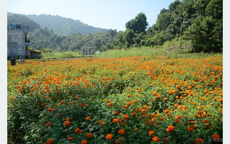 सयपत्री फूल बिक्री भएपछि किसान खुसी