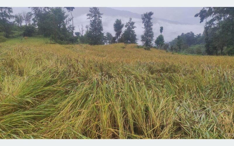तनहुँमा एक करोड बराबरको धानबालीमा क्षति