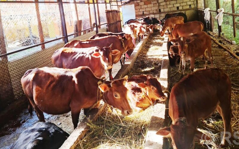 एउटै गोठमा ५७ वैदिक गाई संरक्षण