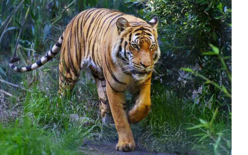 चितवन सहितका राष्ट्रिय निकुञ्जमा गतवर्ष रोकिएको बाघ गणना आगामी पुस १ गतेदेखि थालिने