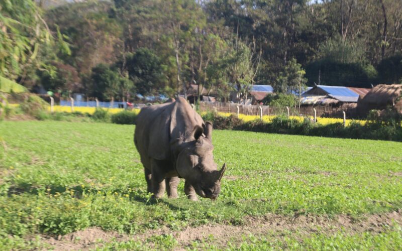 चितवनमा बस्ती पसेको गैँडालाई गरियो स्थानान्तरण