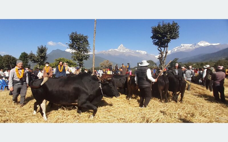 दाइँ महोत्सवले पर्यटन प्रवर्द्धनसँगै अर्थतन्त्र चलायमान