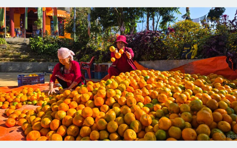 बन्दीपुरका किसान सुन्तलाखेतीप्रति आकर्षित, १० लाख कमाउन बाहिर जान नपर्ने