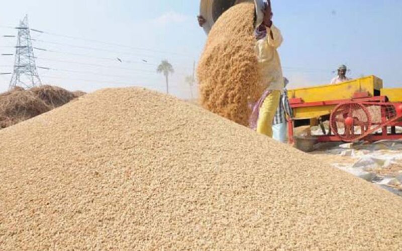 बेमौसमी वर्षाले क्षति पुर्‍याएपछि झापामा धान उत्पादन घट्यो