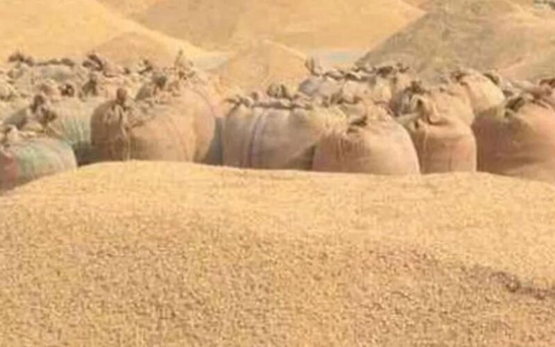 गुल्मीमा यसवर्ष धान उत्पादनमा आठ प्रतिशतले कमी