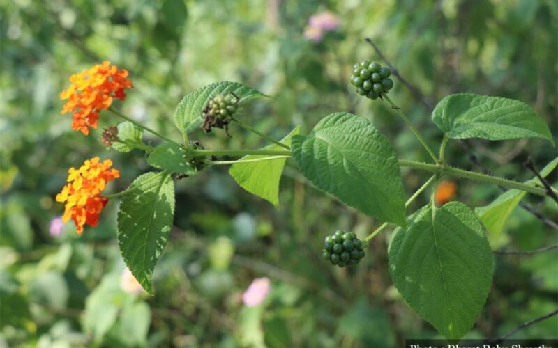मिचाहा प्रजातिसम्बन्धी पहिलो राष्ट्रिय सम्मेलन हुँदै