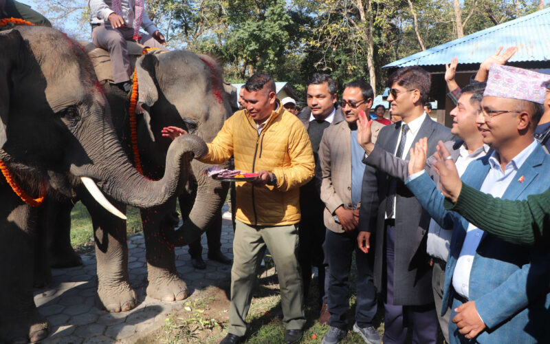 कतार लैजाने हात्तीको सौराहाबाट बिदाइ, भैरहवाबाट चार्टर्ड फ्लाइट मार्फत लगिने