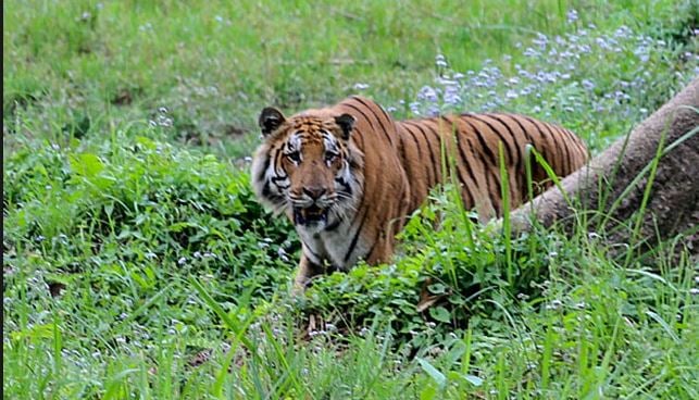 चितवन सहितका राष्ट्रिय निकुञ्जमा पुस १ गतेदेखि बाघ गणना गरिँदै