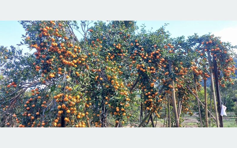 सडक कालोपत्रको माग गर्दै सिन्धुलीमा ‘जुनार महोत्सव’
