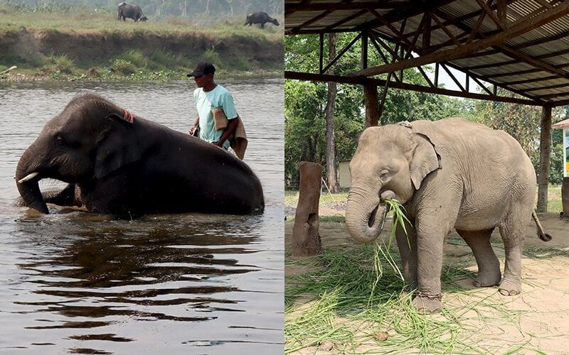खोरसोरका दुई छावा पुस २ गते कतार पठाइने