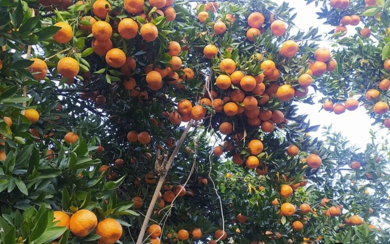 पर्वतबाट ३२ करोडको सुन्तला निर्यात