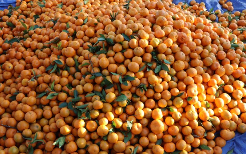 सुन्तलाले मनग्य मूल्य पाएपछि चितवनका किसान उत्साहित