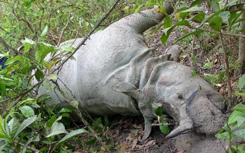 चितवन राष्ट्रिय निकुञ्ज र आसपासका क्षेत्रमा नौ गैँडाको मृत्यु