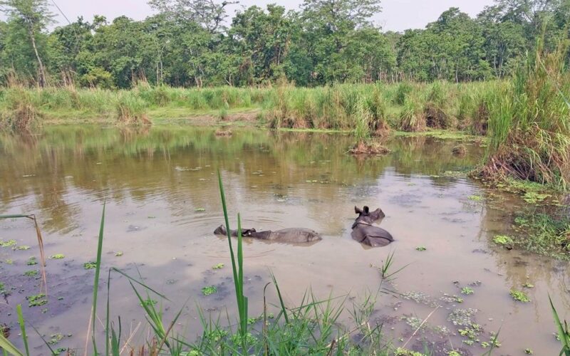 गर्मी बढेसँगै चितवन राष्ट्रिय निकुञ्जमा वन्यजन्तुलाई नहरको पानी