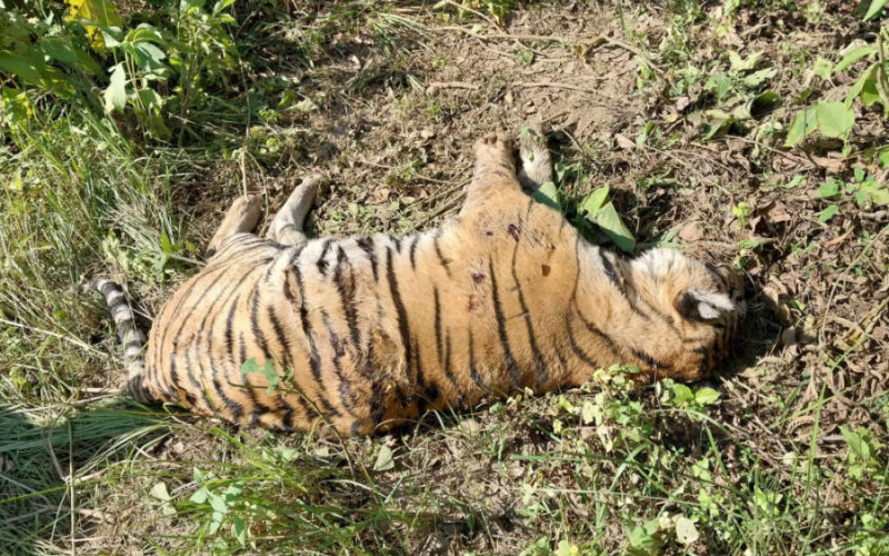 चितवन राष्ट्रिय निकुञ्जमा एक वर्षमा छ वटा पाटेबाघ मृत फेला