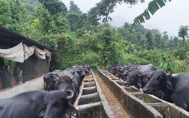 इच्छाकामनाका किसानलाई पशुपालनका निम्ति गोठ निर्माण गर्न अनुदान