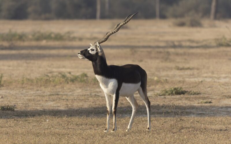 टिकौलीमा कृष्णसार स्थानान्तरणका लागि करिब १३० रुख व्यवस्थापन आवश्यक, तयारी तीव्र