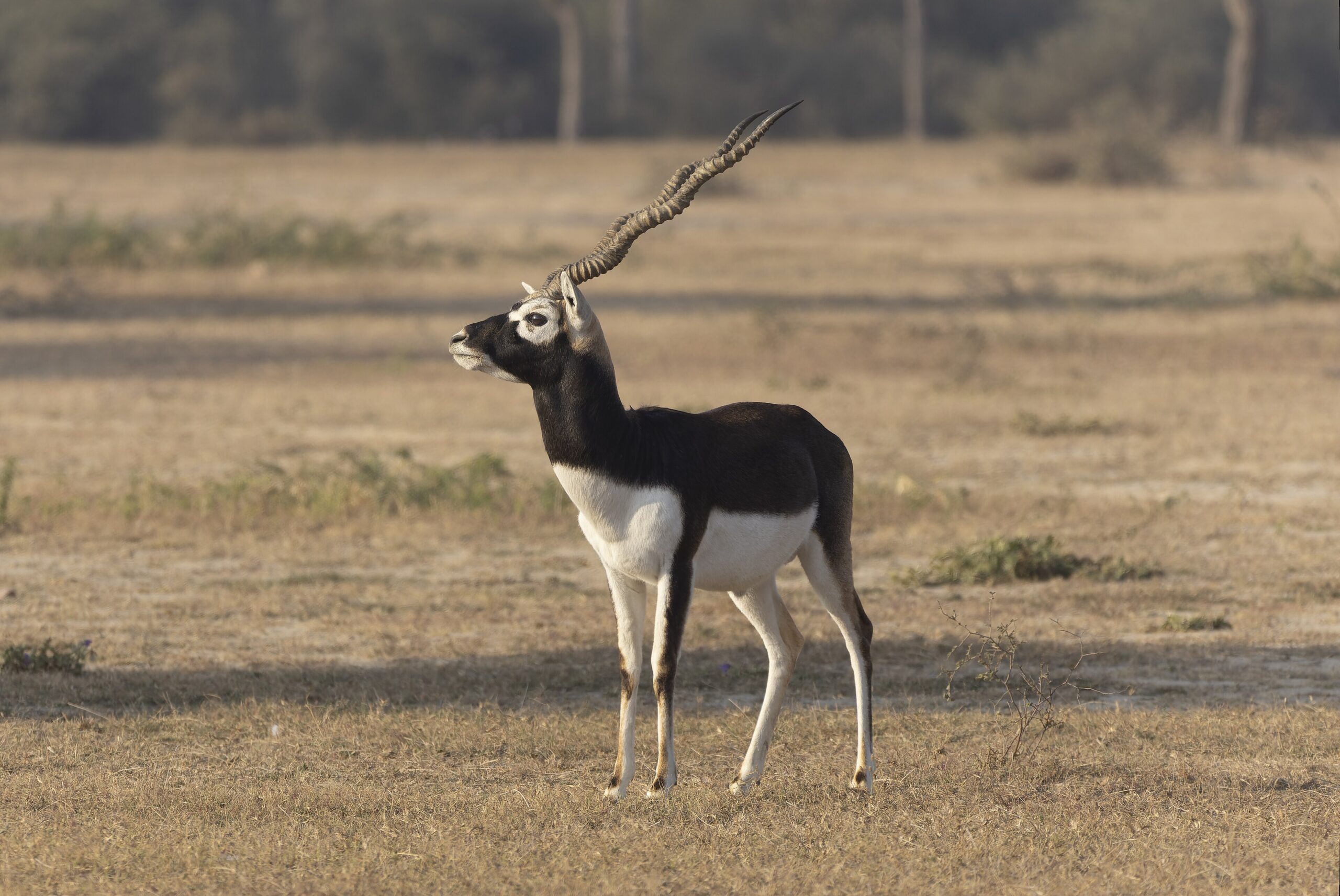 टिकौलीमा कृष्णसार स्थानान्तरणका लागि करिब १३० रुख व्यवस्थापन आवश्यक, तयारी तीव्र