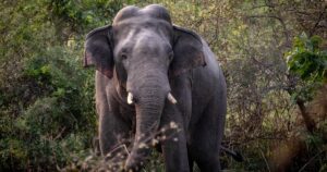 सी जिनपिङ र भ्लादिमिर पुटिनबीच भेटवार्ता : दुई देशको सम्बन्धबारे छलफल