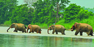 चितवनमा एक वर्षमा ८९३ जनामा स्क्रब टाइफस