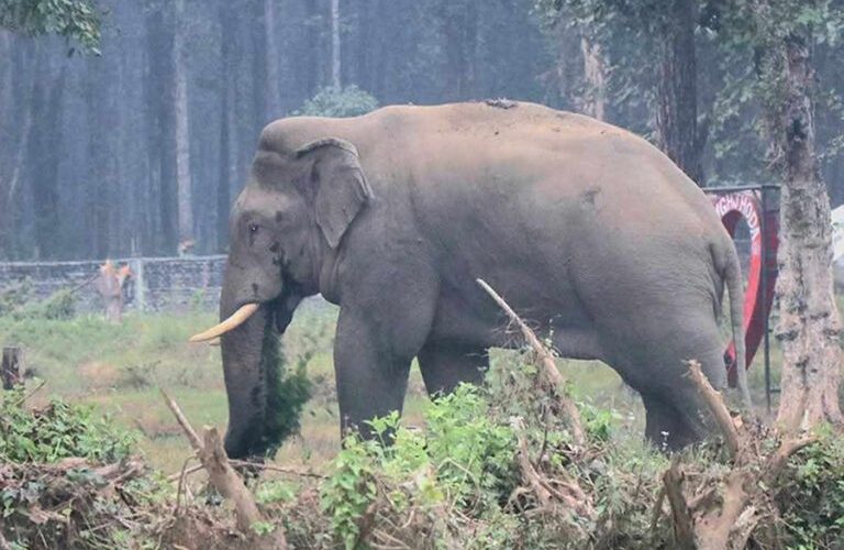 चितवन राष्ट्रिय निकुञ्जबाट गायब भएको माडीगज एक महिनापछि नियन्त्रणमा
