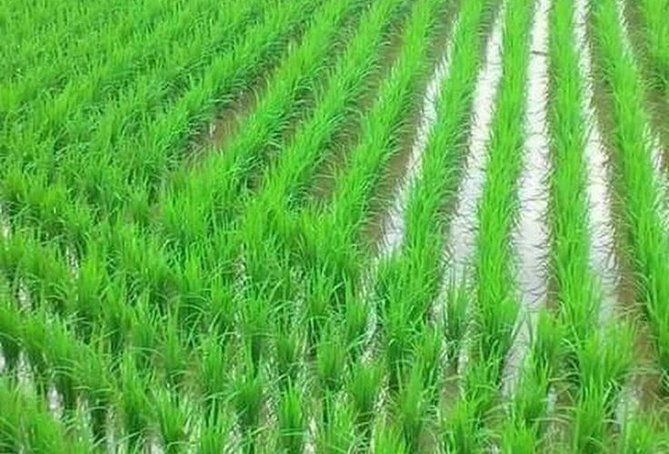 धानमा ‘फेद डढुवा’ रोग देखिन थालेपछि सतर्कता अपनाउन आग्रह