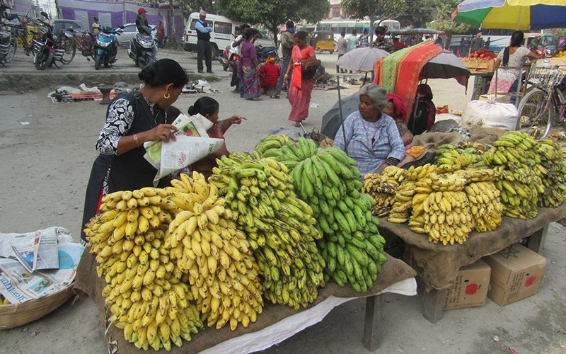 केराको मूल्य आधा घटेपछि चितवनका किसान मर्कामा