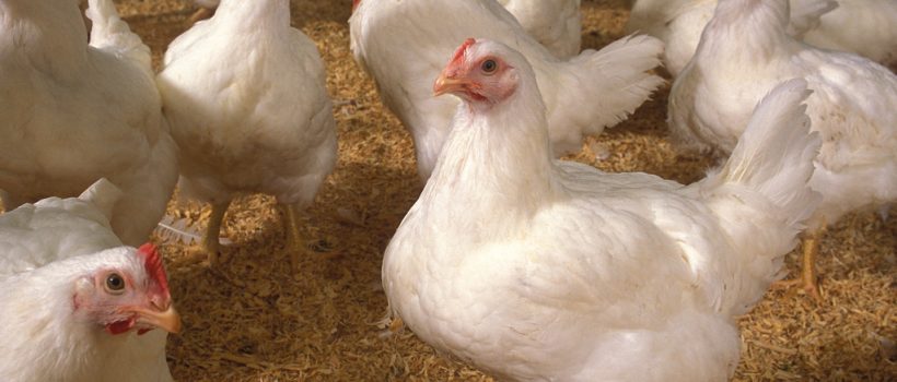 Chickens
