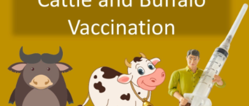 vaccine for cattles