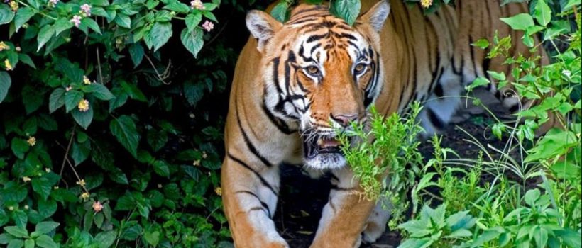 Tiger2019-11-29-12-43-07.2021-12-24-08-34-10