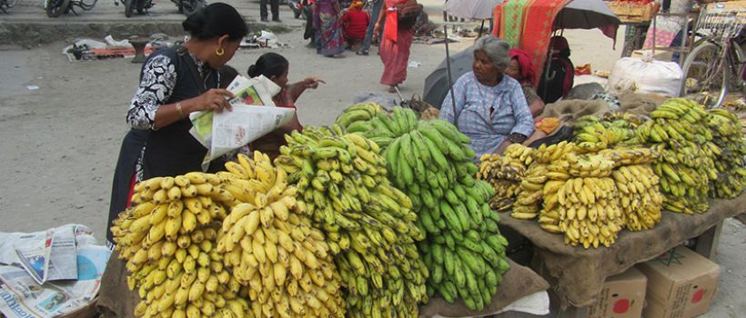 Street vendors awaiting customers to sell their bananas in Itahari, on Wednesday, November 22, 2017. Photo: RSS