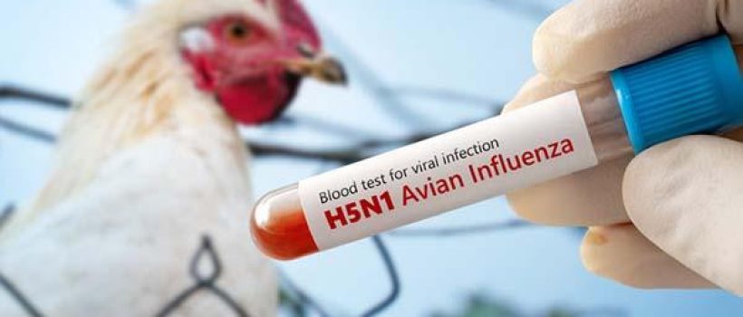 bird flu