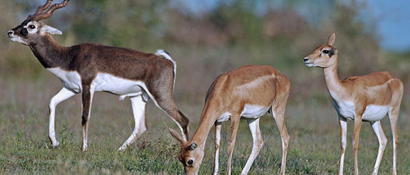 black buck
