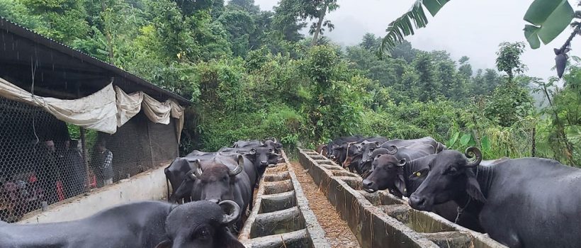 buffalo farming
