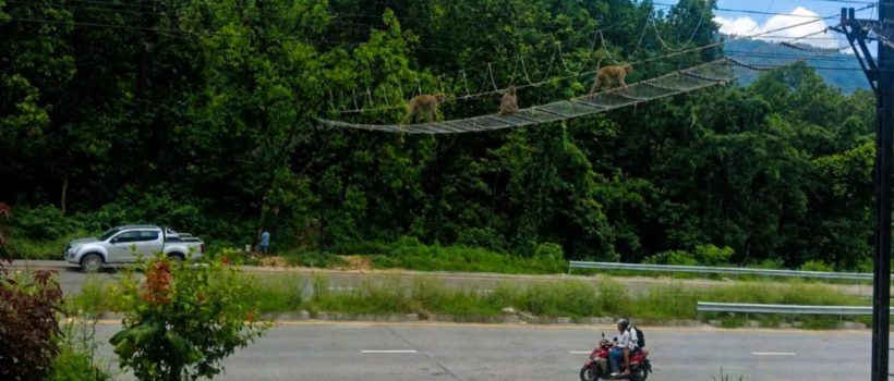 canopy bridge