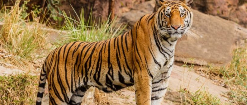 chitwan nikunja tiger