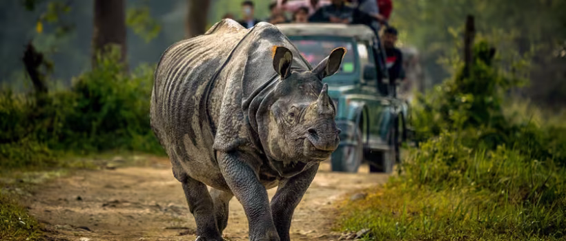 chitwanNationalPark