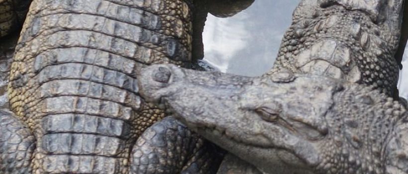 crocodile