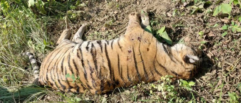 dead tiger