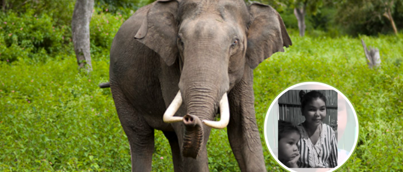 dhubre elephant